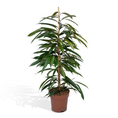 Ficus Amstel King - Treurvijg - ø21cm - ↕100cm