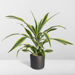 Dracaena Fragrans Lemon Lime - Drakenboom - Ø17cm - ↕40cm