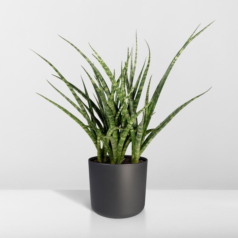 Sansevieria Fernwood Punk - Vrouwentong - Ø12cm - ↕30cm