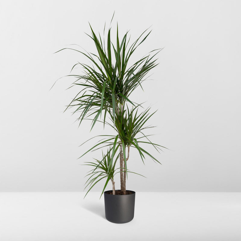 Dracaena Marginata - Drakenboom - 115cm - Ø21