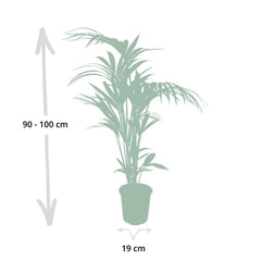 Howea Forsteriana - Kentiapalm - Ø18cm - ↕100cm