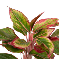 Aglaonema Crete - ø12cm - ↕30cm