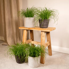 Cyperus Alternifolius - 4 stuks - ø12cm - ↕20cm
