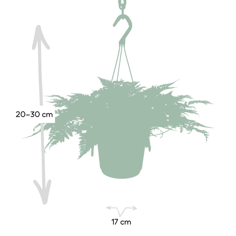 Humata Tyermannii Hang - Hazenpootvaren - Ø17cm - ↕20cm