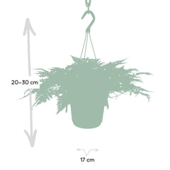 Humata Tyermannii Hang - Hazenpootvaren - Ø17cm - ↕20cm