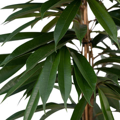 Ficus Amstel King - Treurvijg - ø21cm - ↕100cm