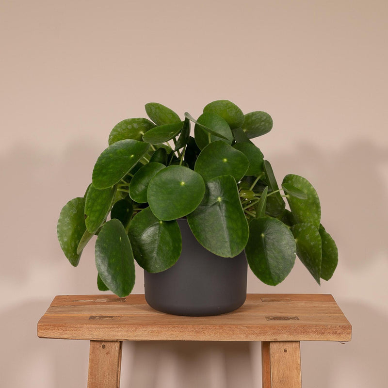 Pilea Peperomiodes - Pannekoekenplant - Ø15cm - ↕25cm