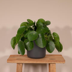 Pilea Peperomiodes - Pannekoekenplant - Ø15cm - ↕25cm