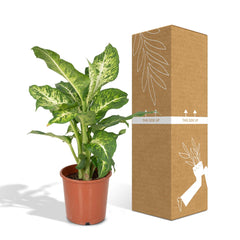 Dieffenbachia Mars - Dief van Bagdad - Ø17cm - ↕50cm