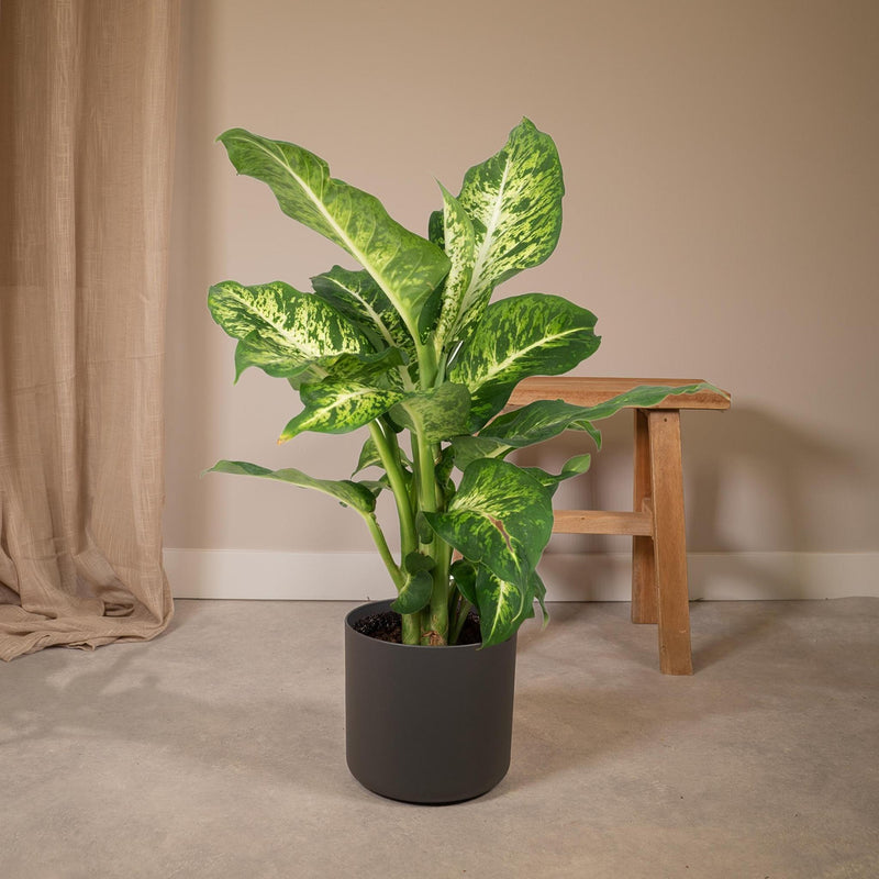 Dieffenbachia Mars - Dief van Bagdad - Ø17cm - ↕50cm