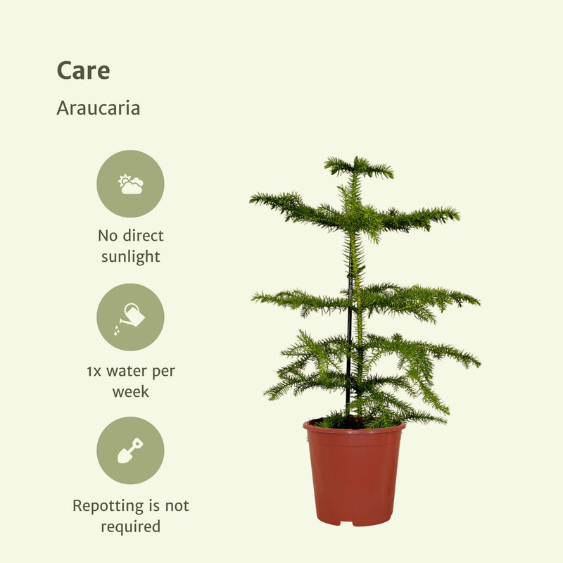Araucaria - Kamerden - Ø14cm - ↕40cm