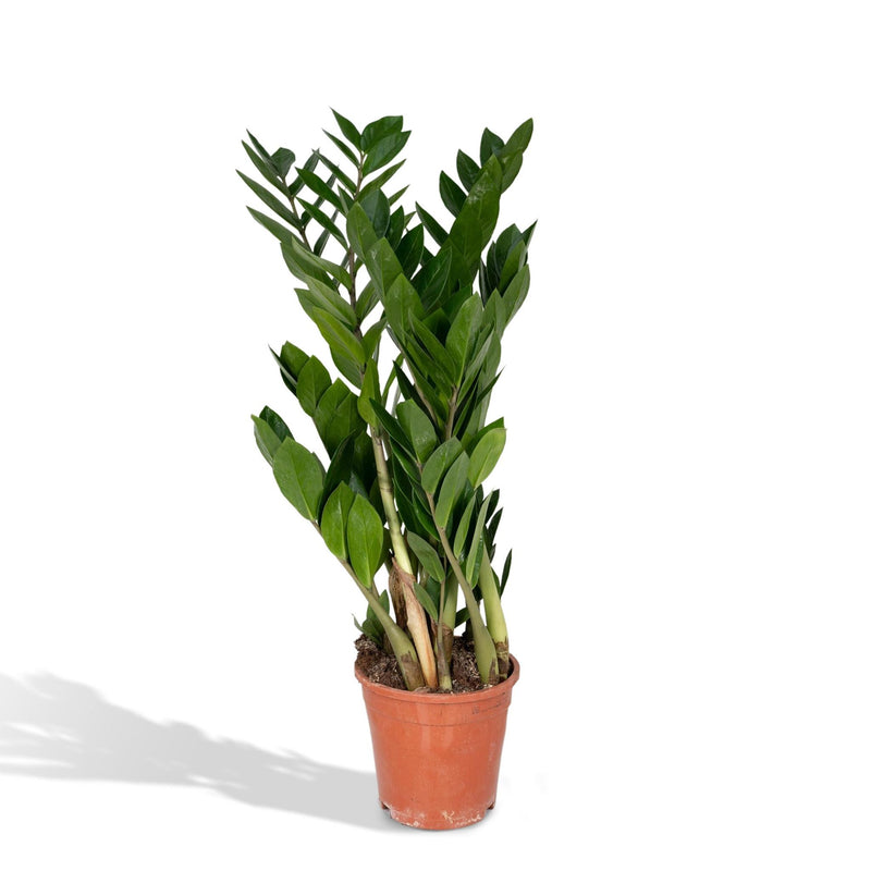 Zamioculcas Zamiifolia - Emerald palm - Ø17cm - ↕70cm