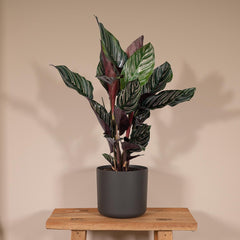 Calathea Ornata - Pauwenplant - ø14cm - ↕50cm