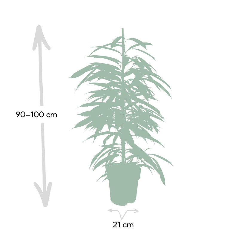 Ficus Amstel King - Treurvijg - ø21cm - ↕100cm