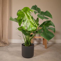 Monstera Deliciosa - Gatenplant - Ø21cm - ↕65cm