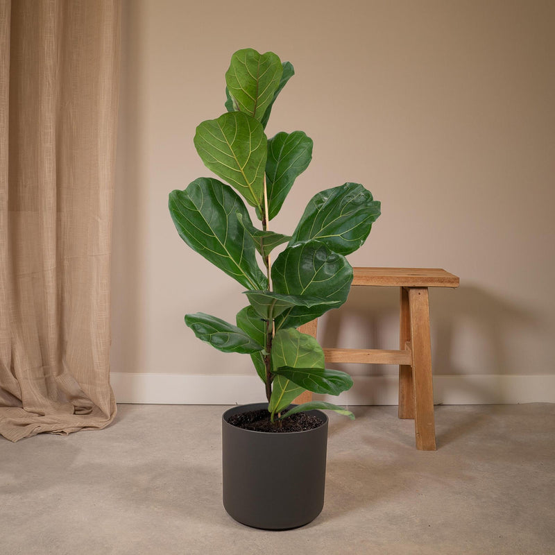 Ficus Lyrata - Rubberplant - Ø17cm - ↕75cm