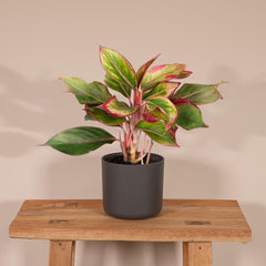 Aglaonema Crete - ø12cm - ↕30cm