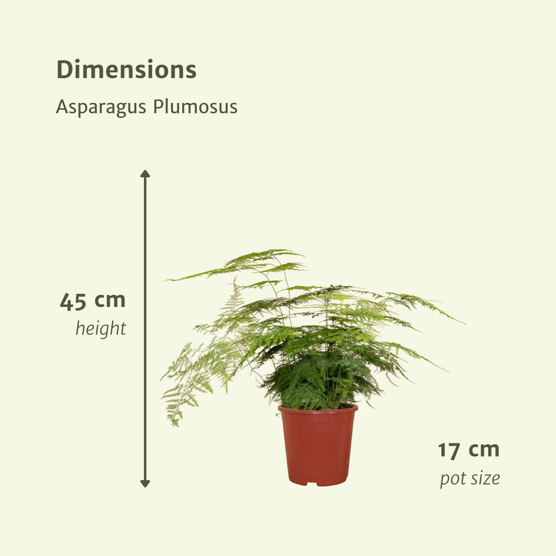 Asparagus Plumosus - Sierasperge - 45cm - Ø17