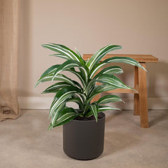 Dracaena Fragrans Wit Bont - Drakenboom - Ø17cm - ↕50cm