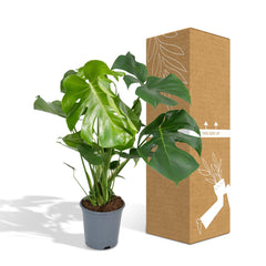 Monstera Deliciosa - Gatenplant - Ø21cm - ↕65cm