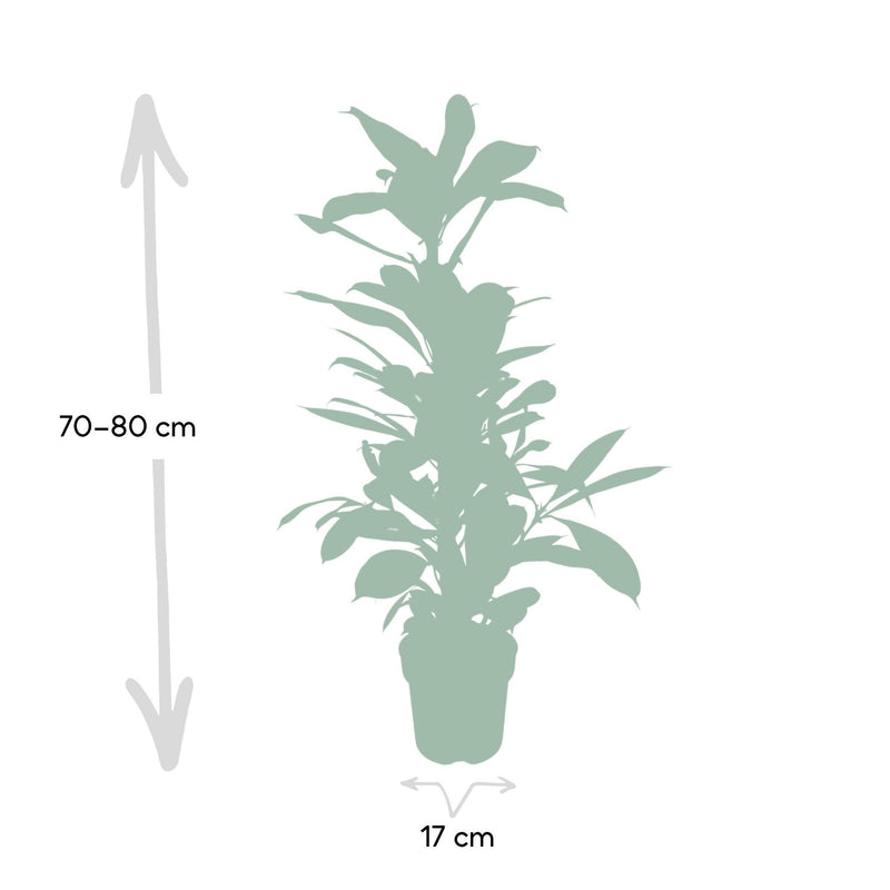 Ficys Cyathistipula - Tabaksplant - ø21cm - ↕80cm