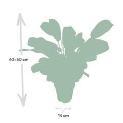 Ctenanthe Amabilis - Gebedsplant - Ø14cm -↕ 25cm