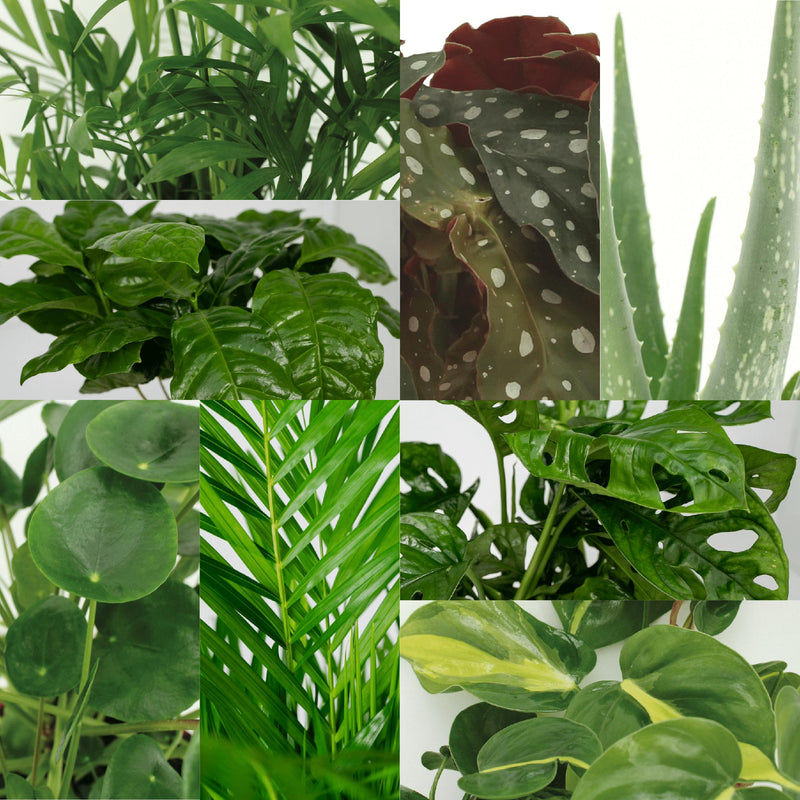 Mini kantoor plantenbox - 8 kamerplanten - Diverse hoogtes - Ø12