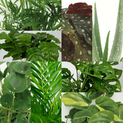 Mini kantoor plantenbox - 8 kamerplanten - Diverse hoogtes - Ø12