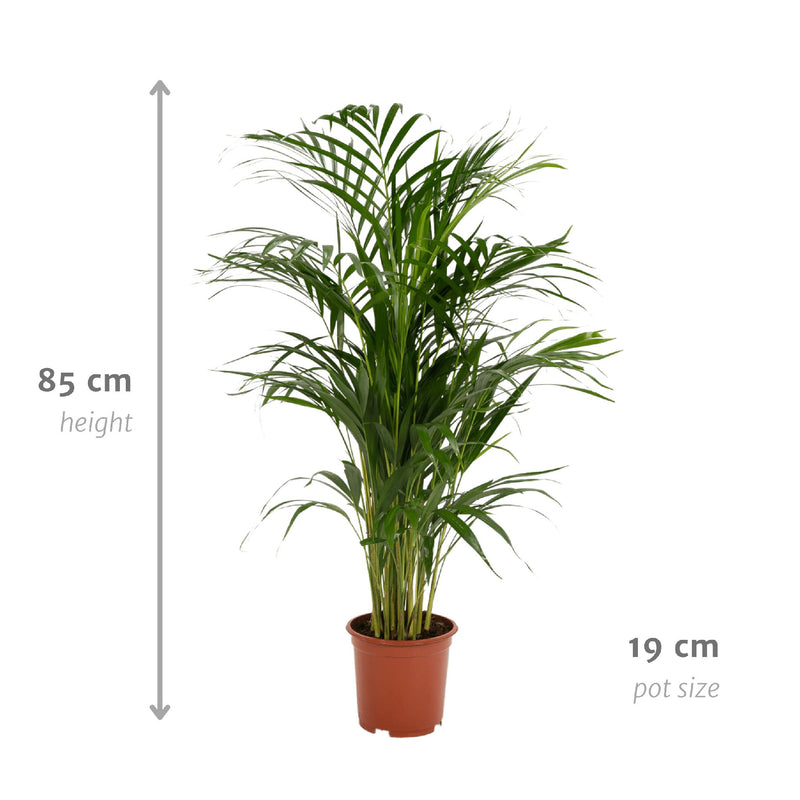 Areca palm - Ø19cm - ↨85cm