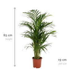 Areca palm - ↨85cm - Ø19cm