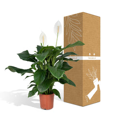 Spathiphyllum - Lepelplant - ø19cm - ↕80cm