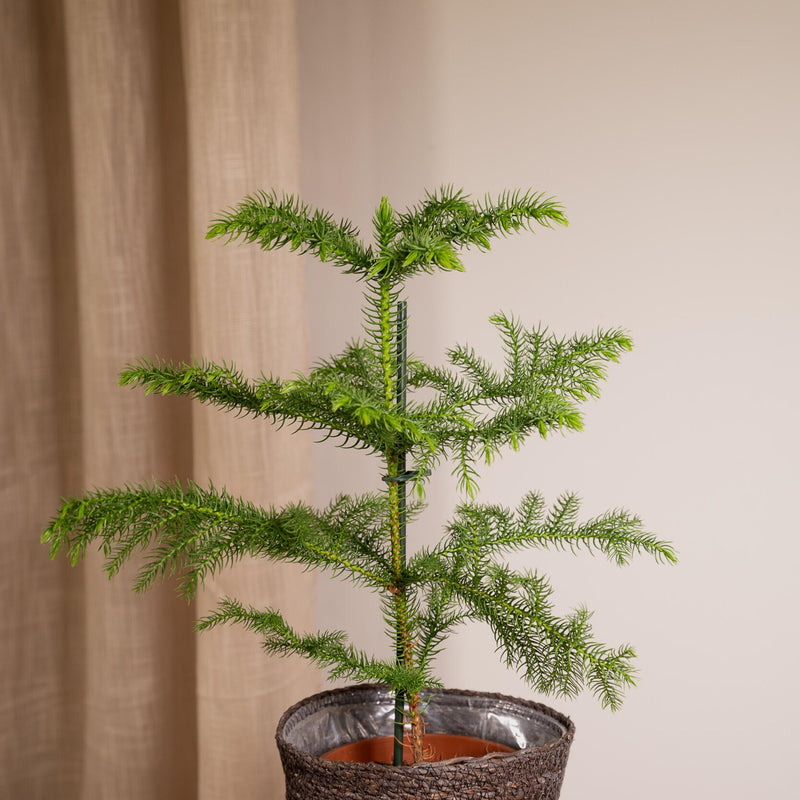Araucaria - Kamerden - Ø14cm - ↕40cm