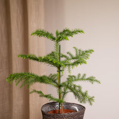Araucaria - Kamerden - Ø14cm - ↕40cm