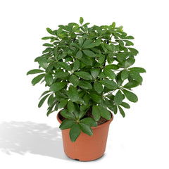 Schefflera Nora - Vingerplant - 50cm - Ø21