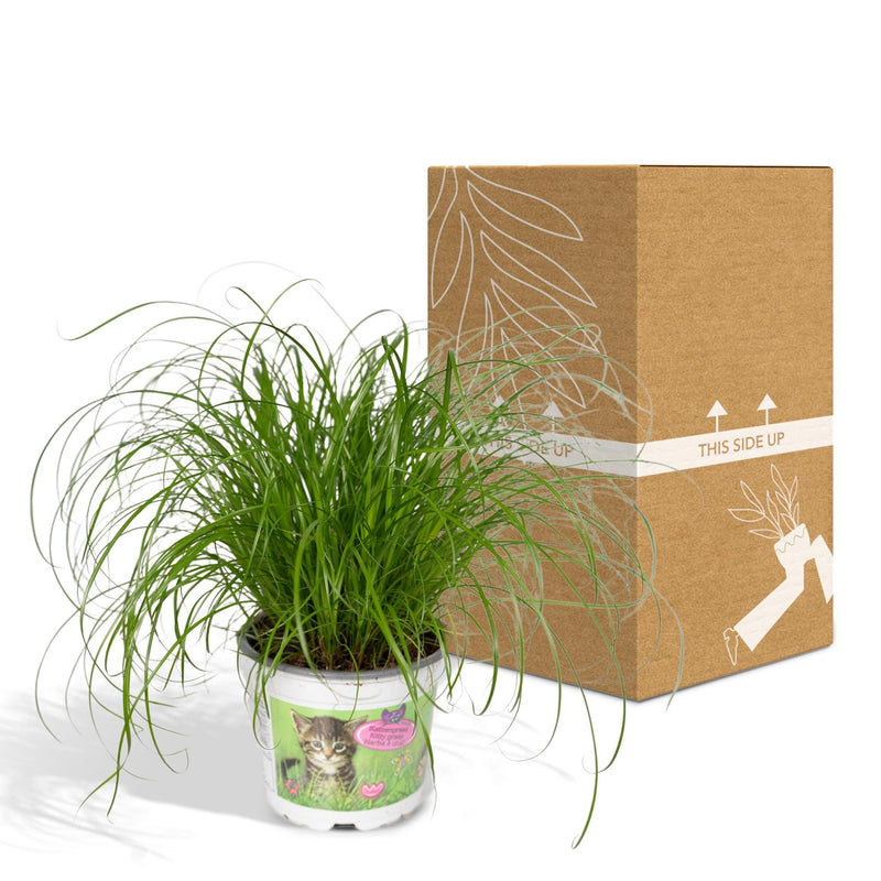 Cyperus Alternifolius  - Kattengras - Ø12cm - ↕20cm