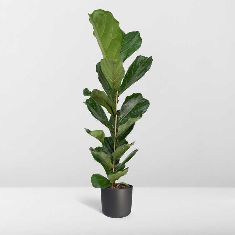 Ficus Lyrata - Rubberplant - 100cm - Ø21