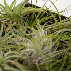 Tillandsia Air mix - 5 stuks - ø6cm - ↕6cm