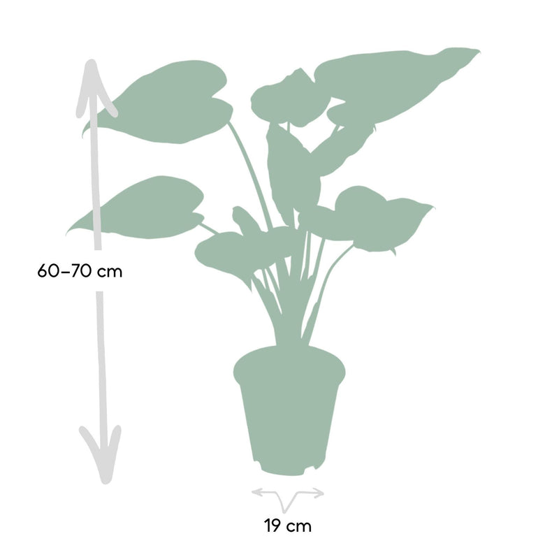 Alocasia Cucullata - Olifantsoor - Ø19cm -↕ 55cm