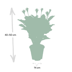 Calathea Crocata - Pauwenplant - ø14cm - ↕40cm