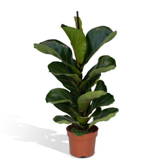 Ficus Lyrata Bambino - 30cm - ø12