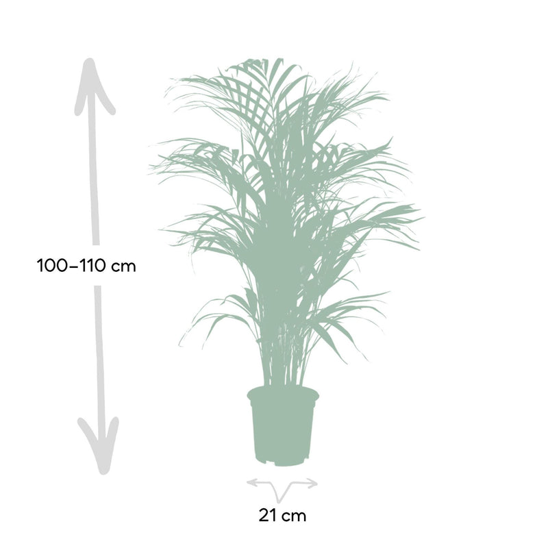 Dypsis Lutescens - Areca Palm - Ø21cm - ↕110cm