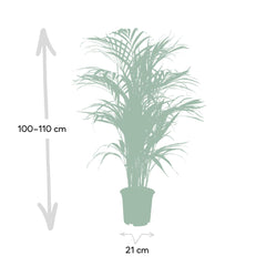 Dypsis Lutescens - Areca Palm - Ø21cm - ↕110cm