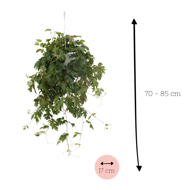 Cissus Ellen Danic - Ø17cm - ↕70cm