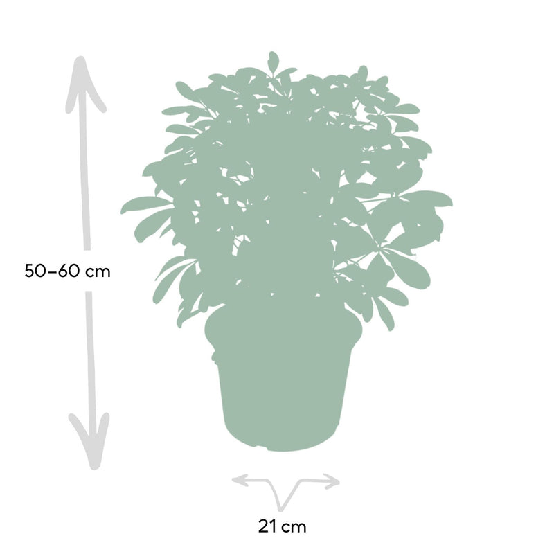 Schefflera Nora - Vingerplant - Ø21cm - ↕50cm