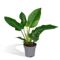 Philodendron Imperial Green -  - 65cm - Ø19