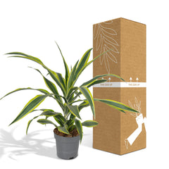 Dracaena Fragrans Lemon Lime - Drakenboom - Ø17cm - ↕40cm