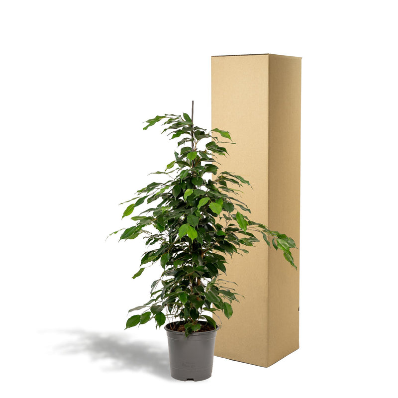 Ficus benjamina Danielle - ↨95cm - Ø21cm