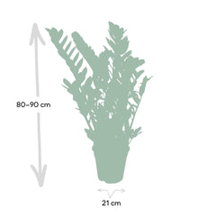 Zamioculcas Zamiifolia - Emerald palm - 80cm - Ø21