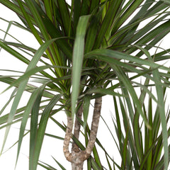 Dracaena Marginata - Drakenboom - 115cm - Ø21