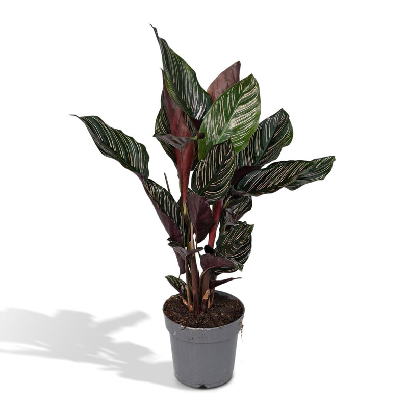 Calathea Ornata - Pauwenplant - ø14cm - ↕50cm